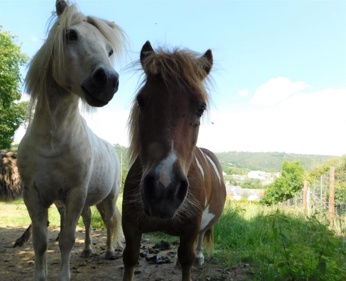 Pension Und Bauernhof Petzold Otel Greiz Dış mekan fotoğraf